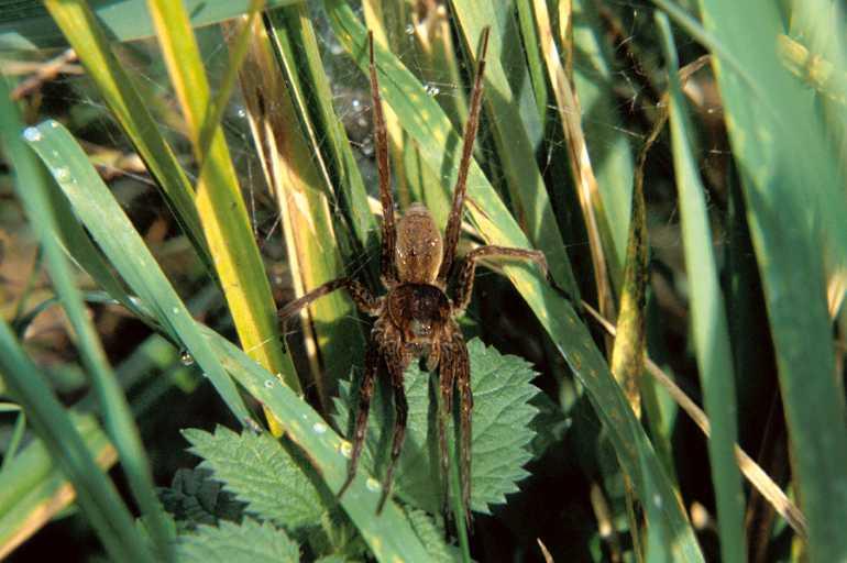 Dolomedes_plantarius_P1073_O_89_Les Gris_Frankrijk.jpg